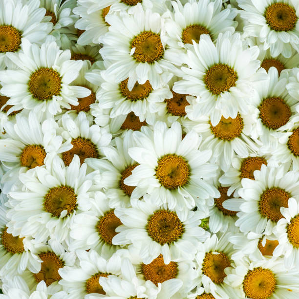 istock Wild white daisy flowers background, white chamomiles, common daisy, dog daisy, daisies, oxeye daisy 1713743018
