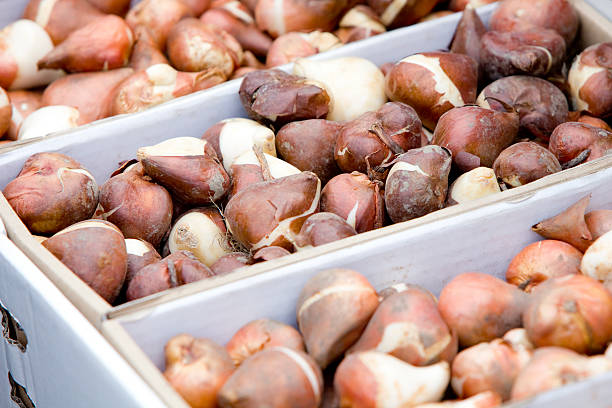 Onion Bulbs Tulip XXXL