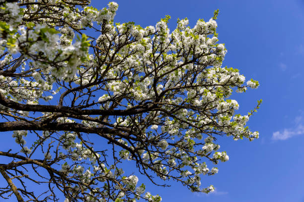 istock blooming berry cherry in the spring season 1713743477