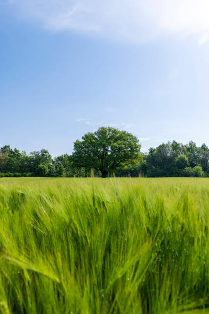 istock a lonely oak with green foliage in the summer 1713743692