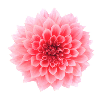 Pink flower on a white background.