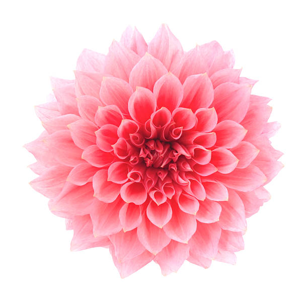 Dahlia Pink flower on a white background. dahlia photos stock pictures, royalty-free photos & images