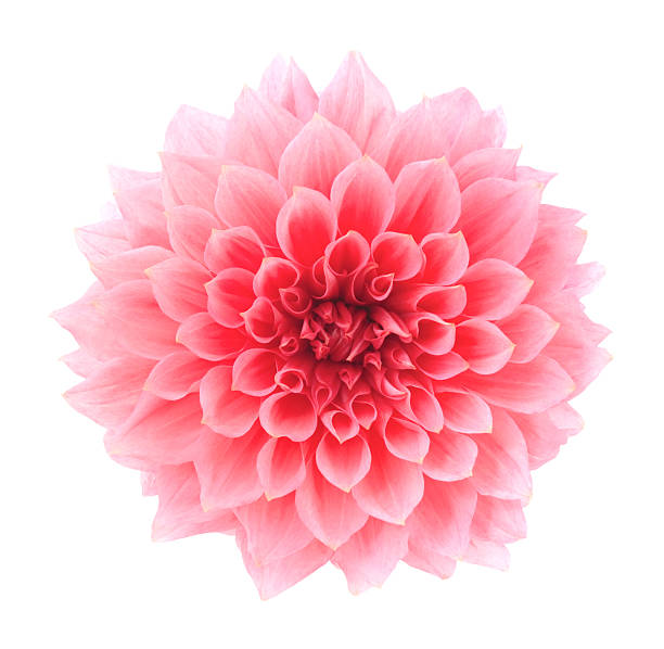 Dahlia Pink flower on a white background. deep focus stock pictures, royalty-free photos & images