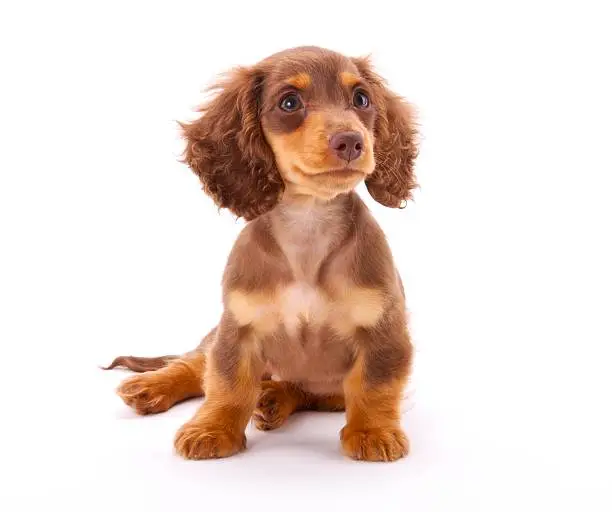 Studio shot of a pedigree chocolate dachshund puppy on a white background.View Full Category: