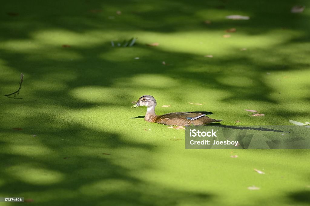 Juvenile Male Wood Duck, Aix sponsa, In Duckweed The male juvenile Wood Duck, Aix sponsa, swims along in a pond covered with Duckweed, how neat is that. He certainly needs his mouth wiped off, where's Momma Duck when you need her? Animal Stock Photo
