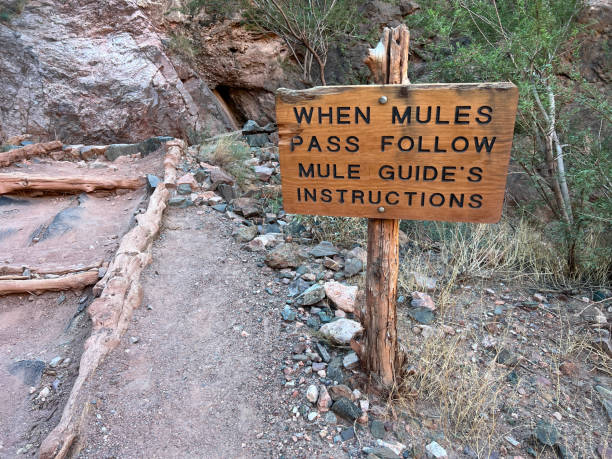 istock Grand Canyon Mules Sign 1713749006