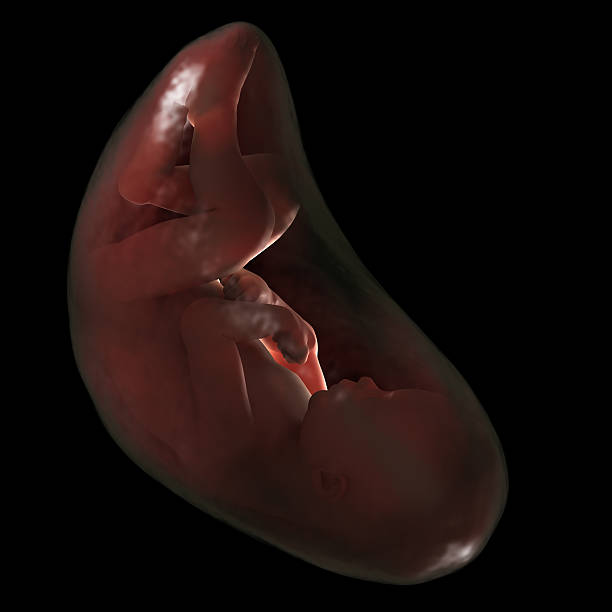 human feto no útero, 40 semanas de gestação. - morphology imagens e fotografias de stock