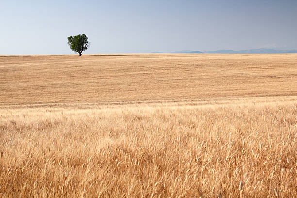 istock Large field of crop 171375345