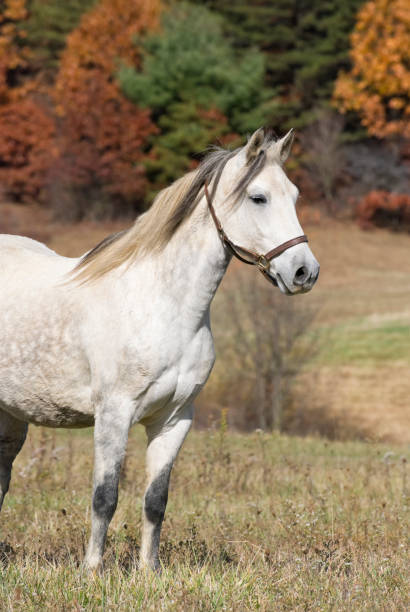 istock Horse Standing in Fall Landscape, Paso Fino 171375367