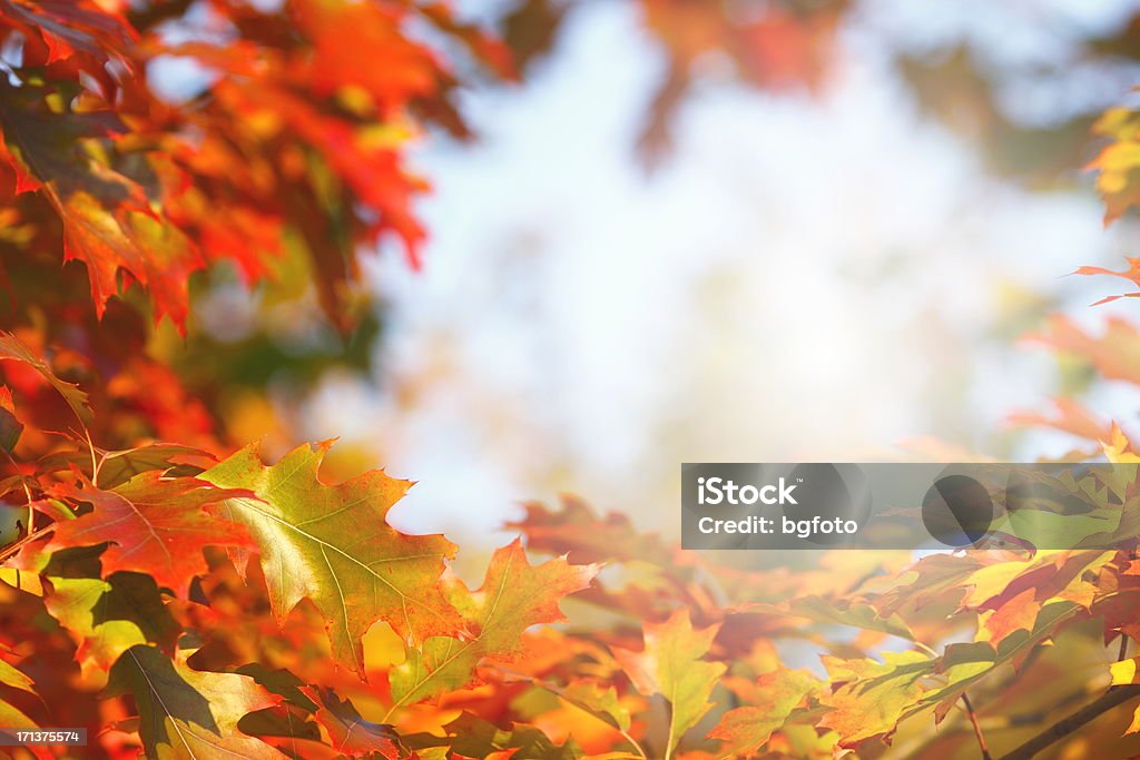 Quadro de outono - Foto de stock de Círculo royalty-free