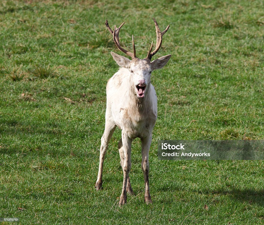 Calling White Red Deer - Lizenzfrei Bock - Männliches Tier Stock-Foto