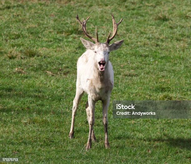 Calling White Red Deer Stockfoto und mehr Bilder von Bock - Männliches Tier - Bock - Männliches Tier, Einzelnes Tier, Fotografie