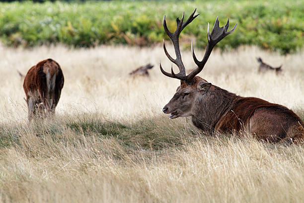 istock Red deer stag lying down start of 2012 rut 171375757