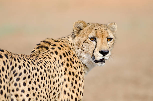 istock Cheetah Walking - South Africa 171375947