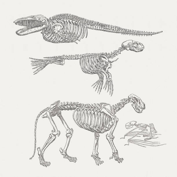 istock Skeleton of whale, harbor seal, lion and bat, published 1875 171375954