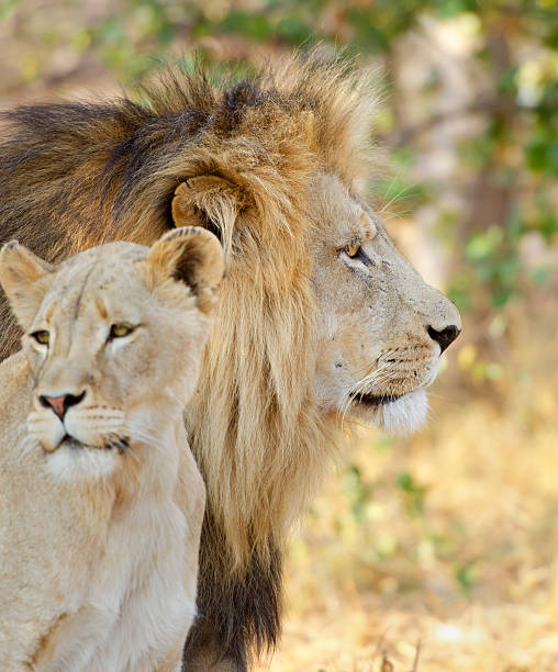 istock Lion, Lioness - South Africa 171375961