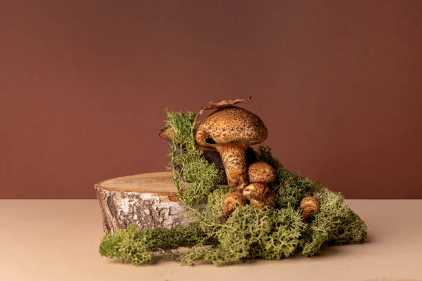 istock Natural creative concept with autumn mushrooms and moss. creative copy space. 1713761846