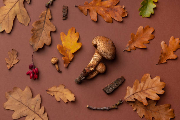 istock Autumn brown background with foliage, mushrooms, bark and berries. 1713761864