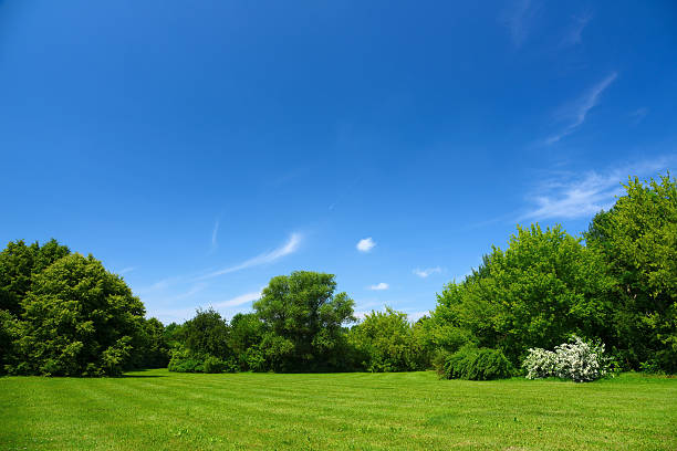 paisaje de verano - clear sky nobody blade of grass summer fotografías e imágenes de stock