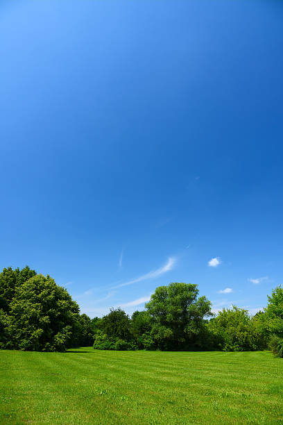 paisaje de verano - clear sky nobody blade of grass summer fotografías e imágenes de stock