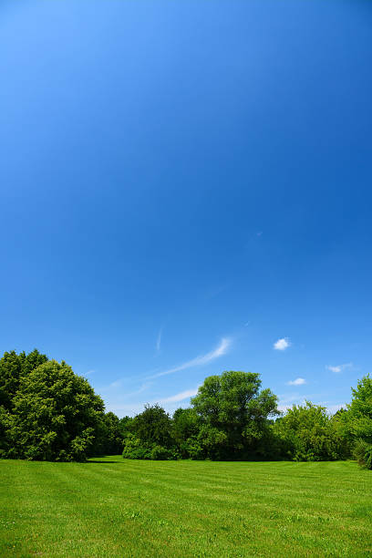 paisagem de verão - clear sky nobody blade of grass summer - fotografias e filmes do acervo