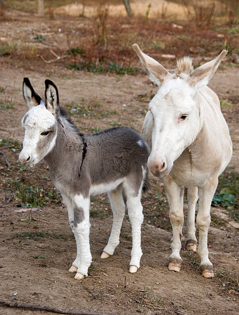 istock Mother and Baby Donkey 171376261