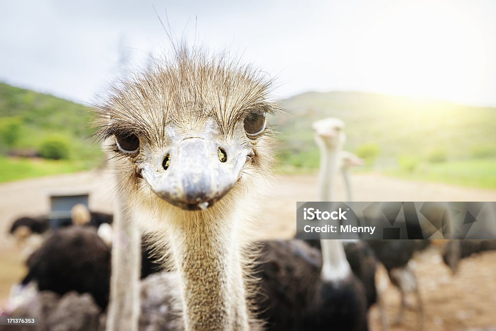 Curious Ostrich South Africa "Curious, nosy Ostrich looking directly towards the camera. Animal Portrait, South Africa." Ostrich Stock Photo
