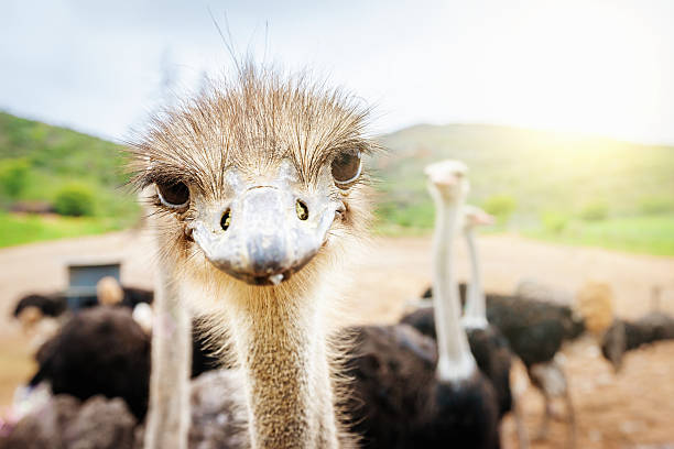 Curious Ostrich South Africa "Curious, nosy Ostrich looking directly towards the camera. Animal Portrait, South Africa." ostrich stock pictures, royalty-free photos & images
