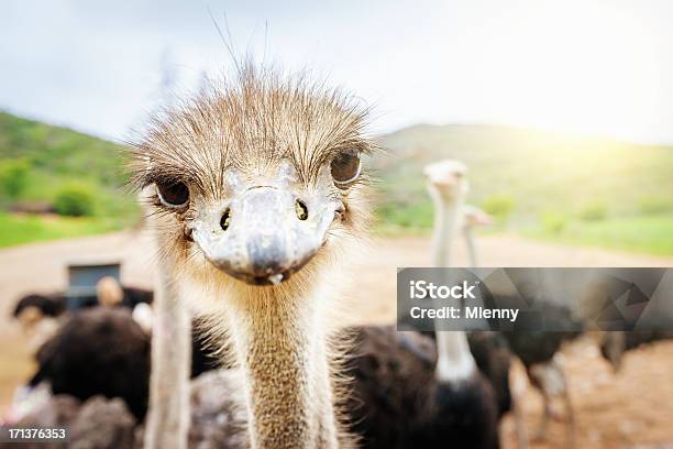 Curious Ostrich South Africa Stock Photo - Download Image Now - Ostrich, Animal, Humor