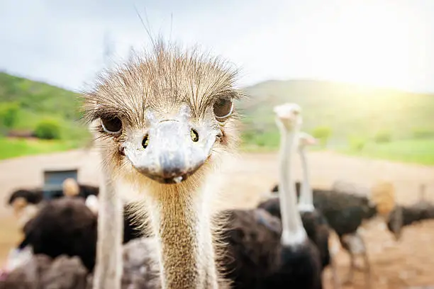 "Curious, nosy Ostrich looking directly towards the camera. Animal Portrait, South Africa."