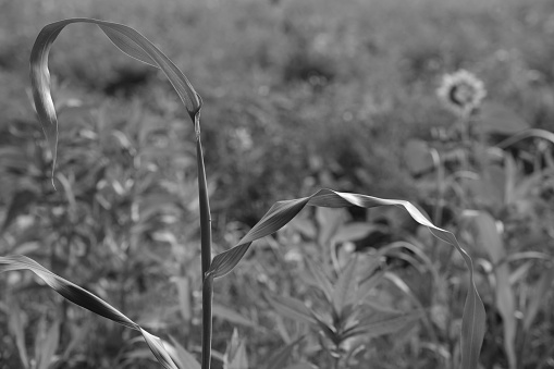 Lonely Grass in Black and White