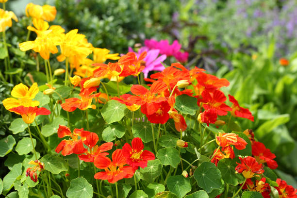 Nasturtium Nasturtium orange and red in the vegetable garden (Tropaeolum). The Great Nasturtium is the medicinal plant of the year 2013 nasturtium stock pictures, royalty-free photos & images