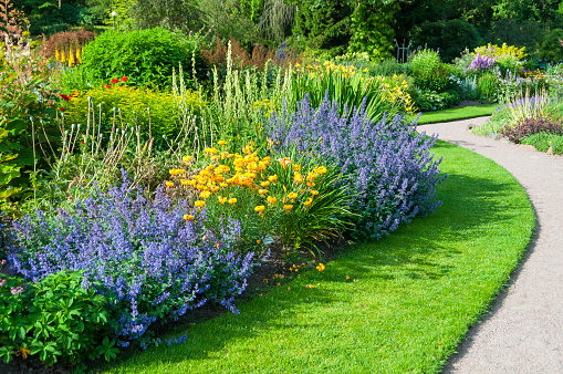 Russian Sage, Perovskia, 15 Seeds, Fluffy Blue Border, Silver Foliage, Fragrant