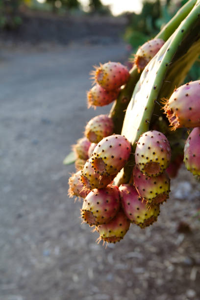 indian higos en planta - cactus spine fotografías e imágenes de stock