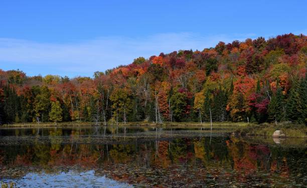 istock Autumn lake landscape 1713771056