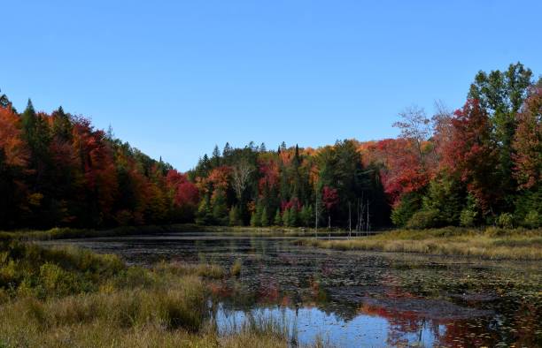 istock Autumn lake landscape 1713771057