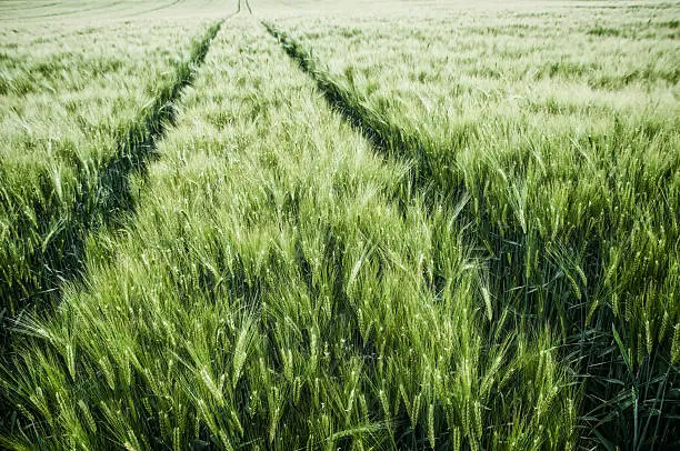 tracks in a green grainfield