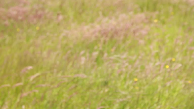 Background, seeded grass in a hay meadow, blurred, defocussed