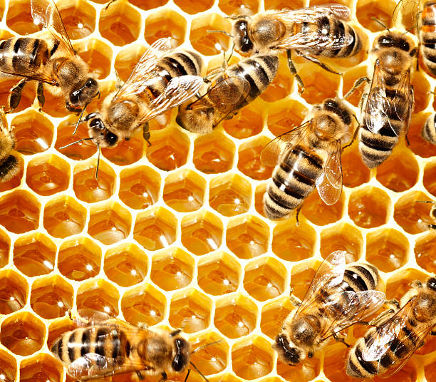 miel bees - panal de miel fotos fotografías e imágenes de stock