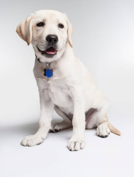 istock Yellow Labrador Retriver puppy sitting looking off camera 171377387