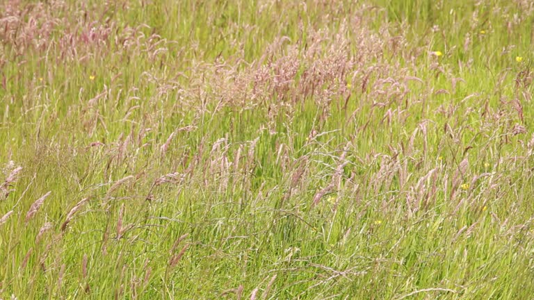 Background, seeded grass in a hay meadow