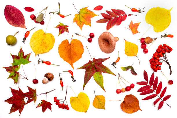 Autumn natural leaves isolated.