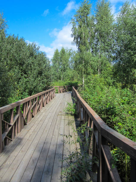 istock Wooden path among the trees on a bright sunny day. 1713780968
