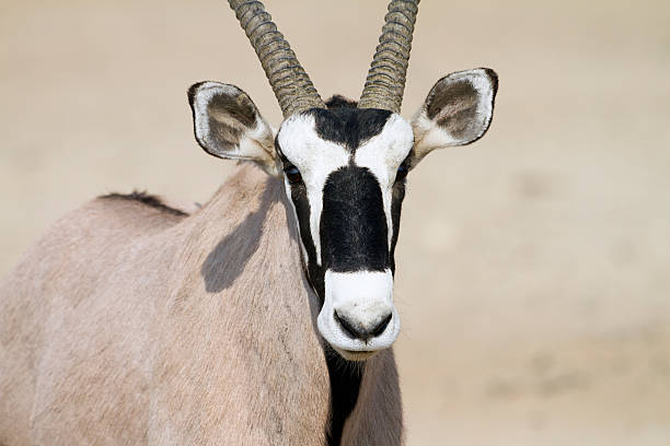 istock Oryx, Kgalagadi Transfrontier Park, South Africa 171378333