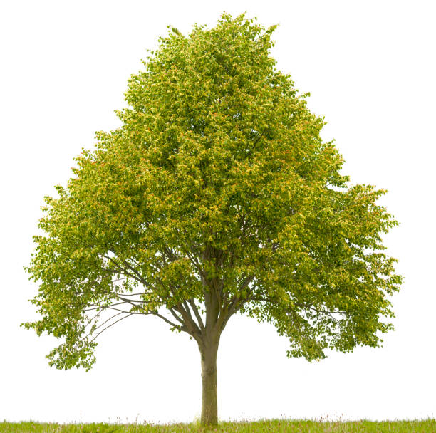 istock Lime tree (Tilia cordata) with fruits isolated on white. 171378393