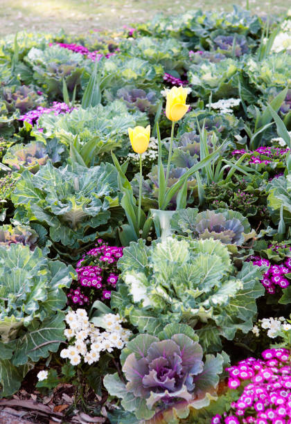 istock Ornamental cabbage and tulips in garden 171378458