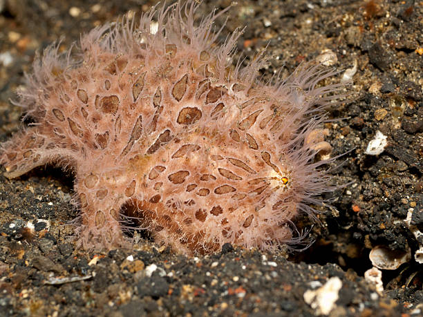 istock Striated hairy frogfish - Antennarius Striatus 171378605