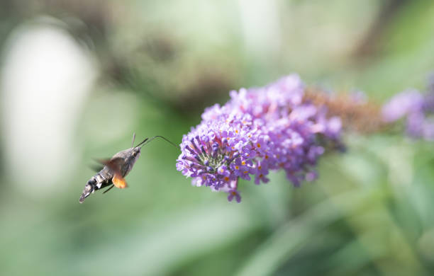 istock hummingbird hawk-moth feeding purple flower 1713786171