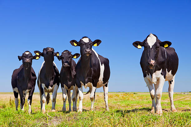 istock Cows in a grassy field on a clear day 171378677