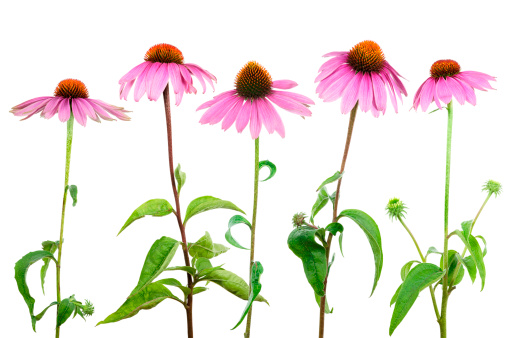 purple coneflower (echinacea purpurea) isolated on white